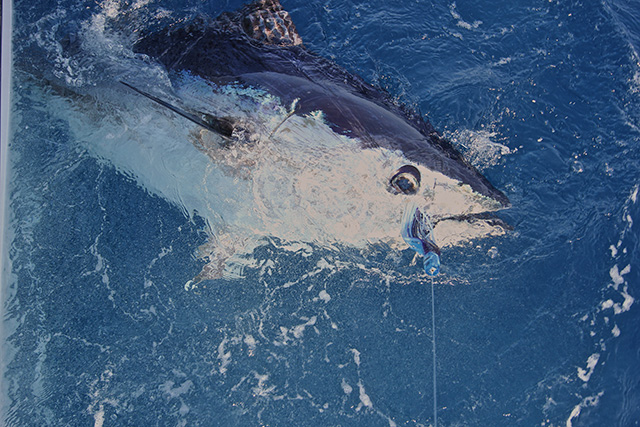 ANGLER: Julian Coyne SPECIES: Southern Bluefin Tuna  WEIGHT: 121 kgs LURE: JB Lures 8" Little Dingo.